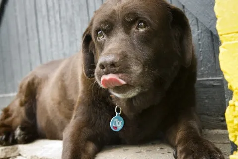 Can I Lick You? Pet ID Tag
