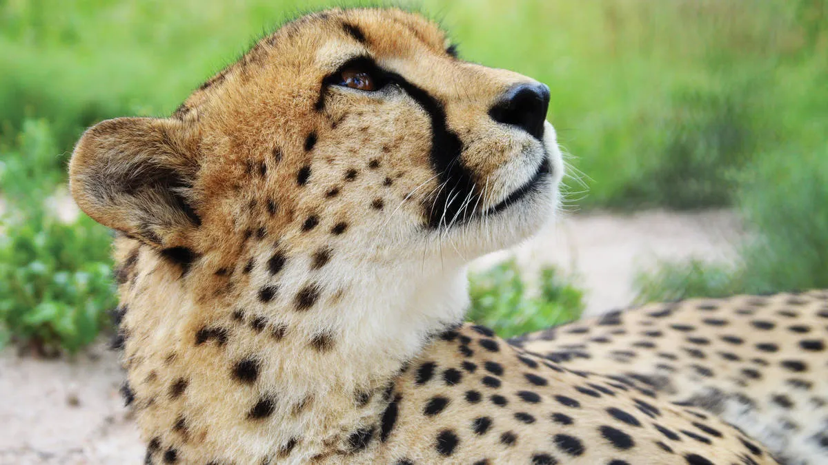 Cheetah Tour Kruger Surrounds, South Africa