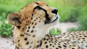 Cheetah Tour Kruger Surrounds, South Africa