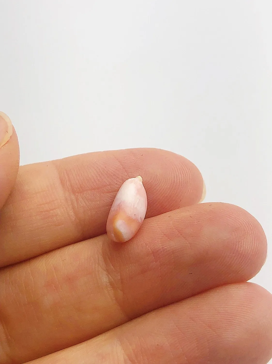 Conch Pearl Loose 12.1mm x 5.4mm No. 6