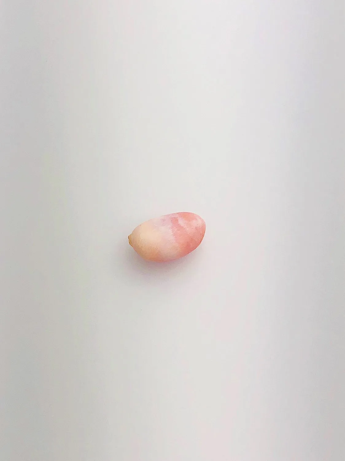 Conch Pearl Loose 12.1mm x 5.4mm No. 6