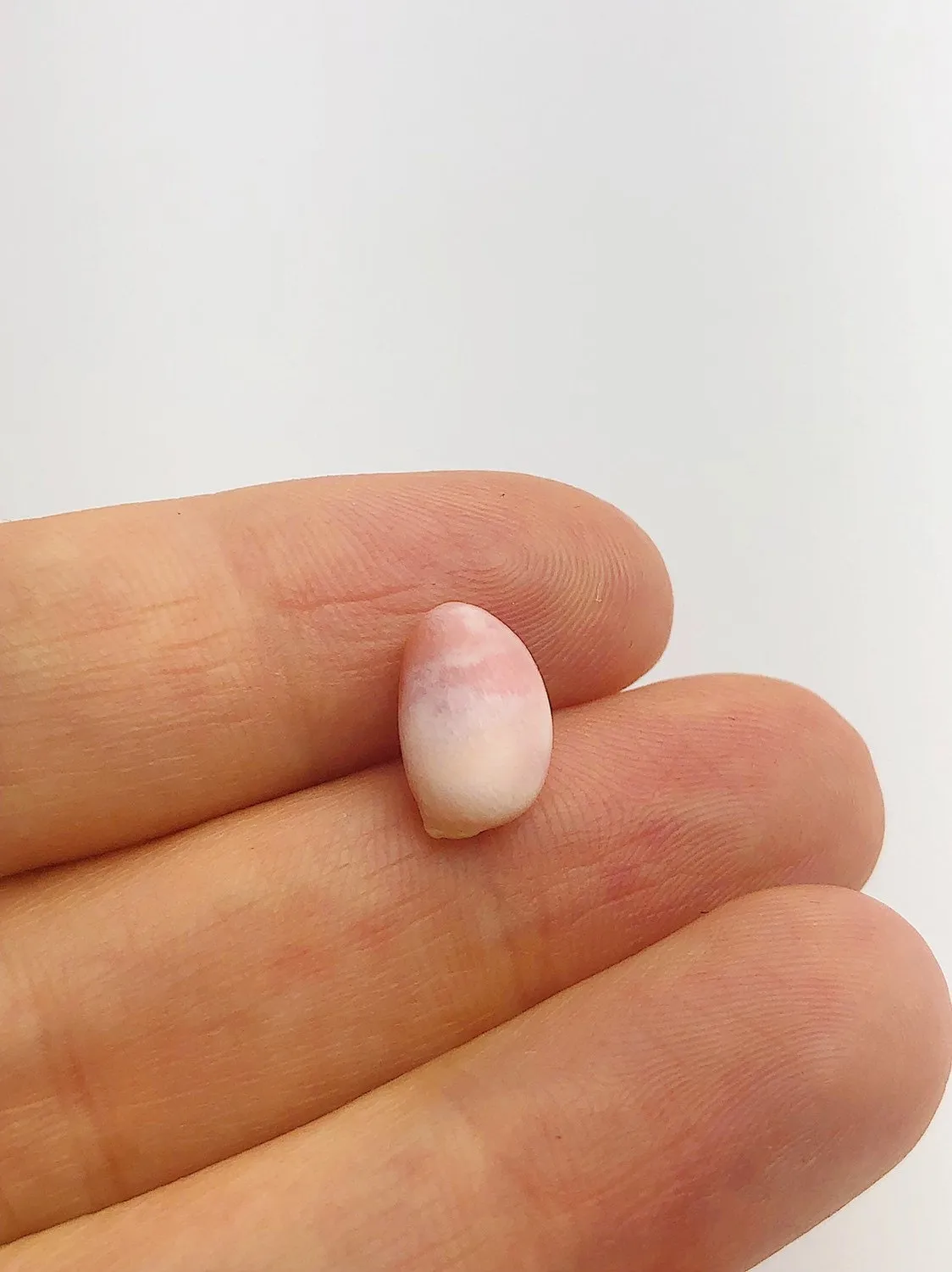 Conch Pearl Loose 12.1mm x 5.4mm No. 6