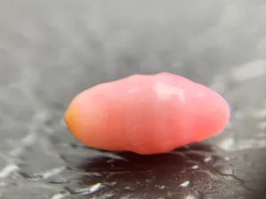 Conch Pearl Loose 2.03ct #42