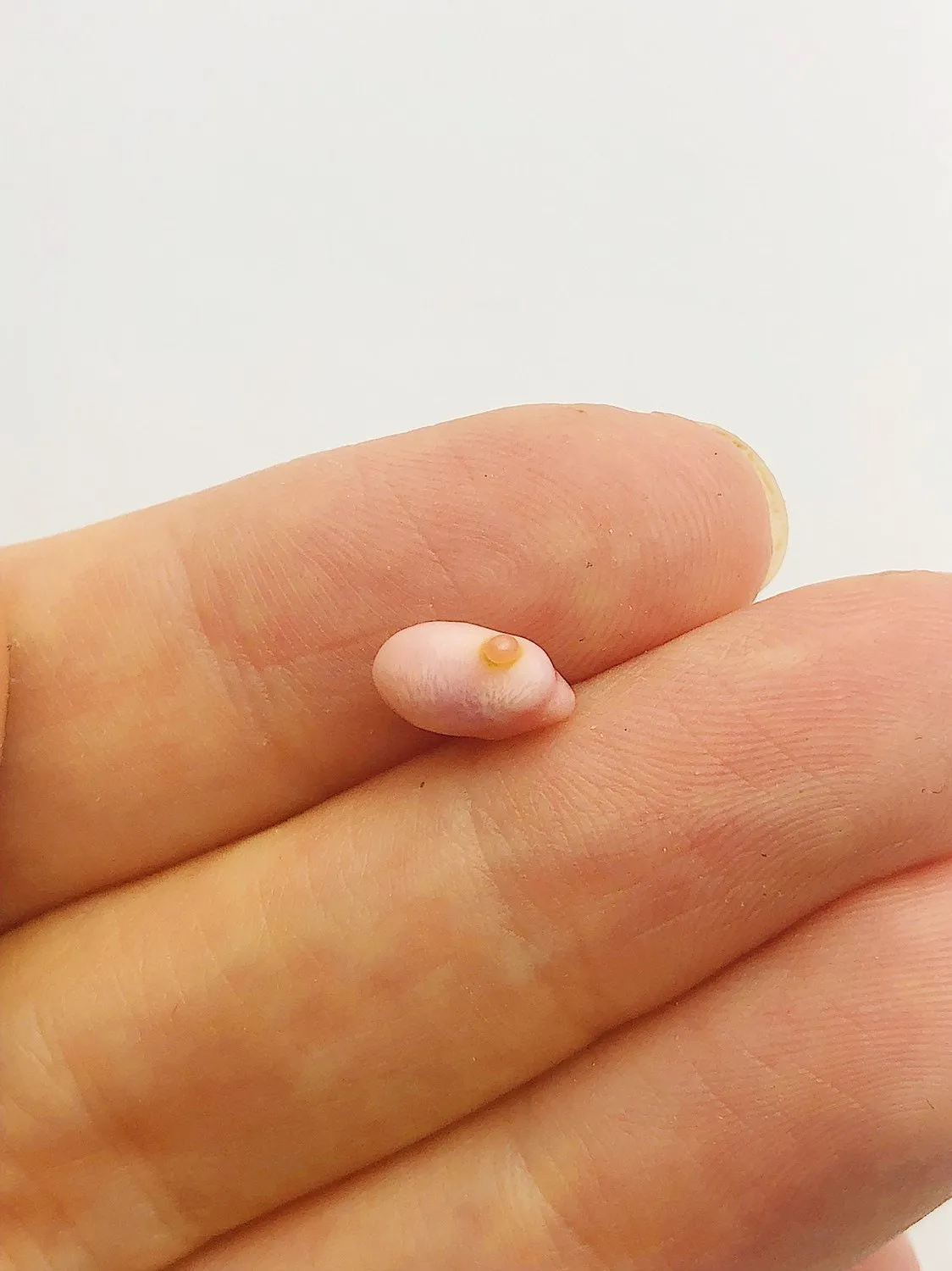 Conch Pearl Loose 8.9mm x 4.1mm No. 12