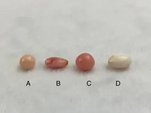 Natural Conch Loose Pearls Total 6.52ct No. AB1