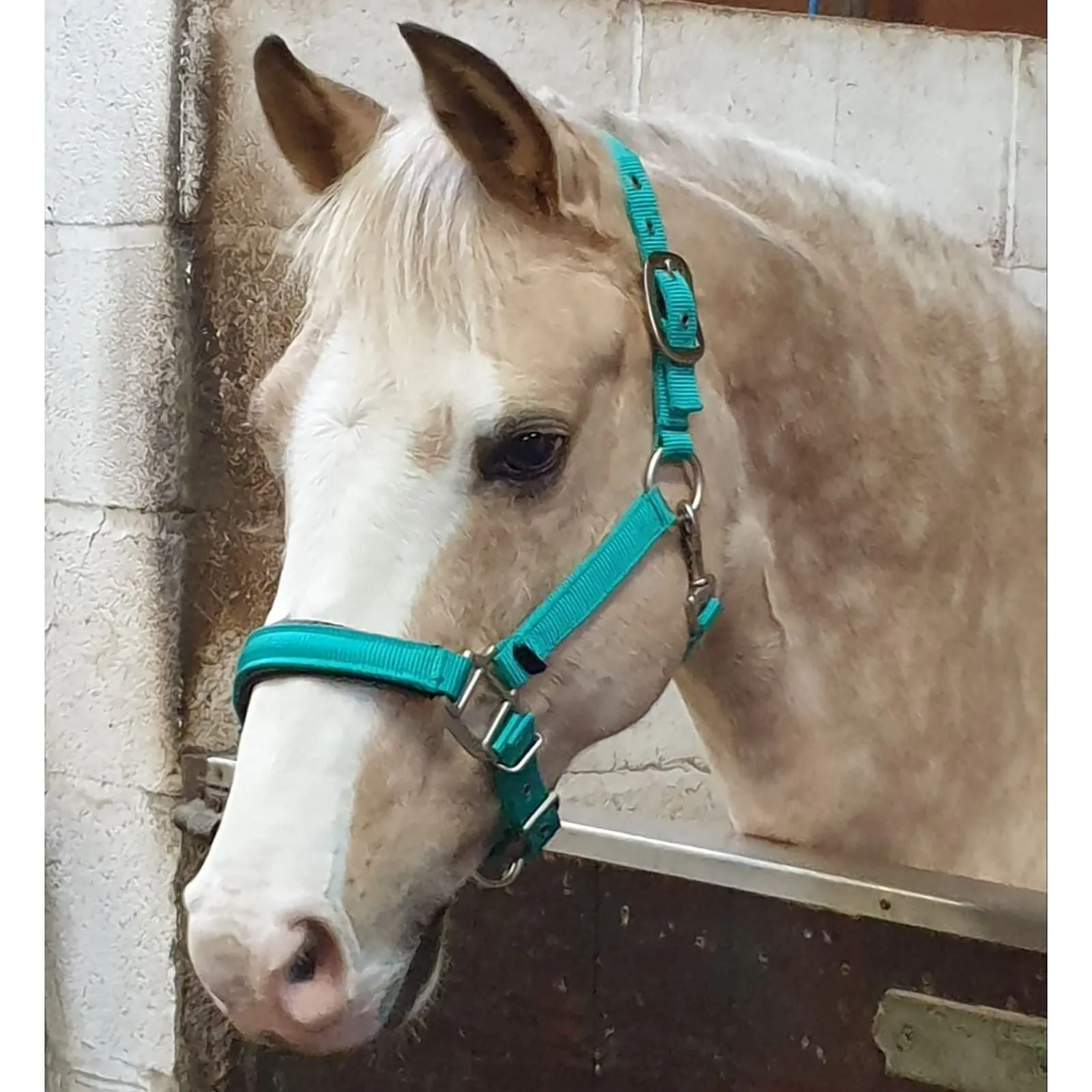 Perry Equestrian Luxury Padded Headcollar - Small Pony