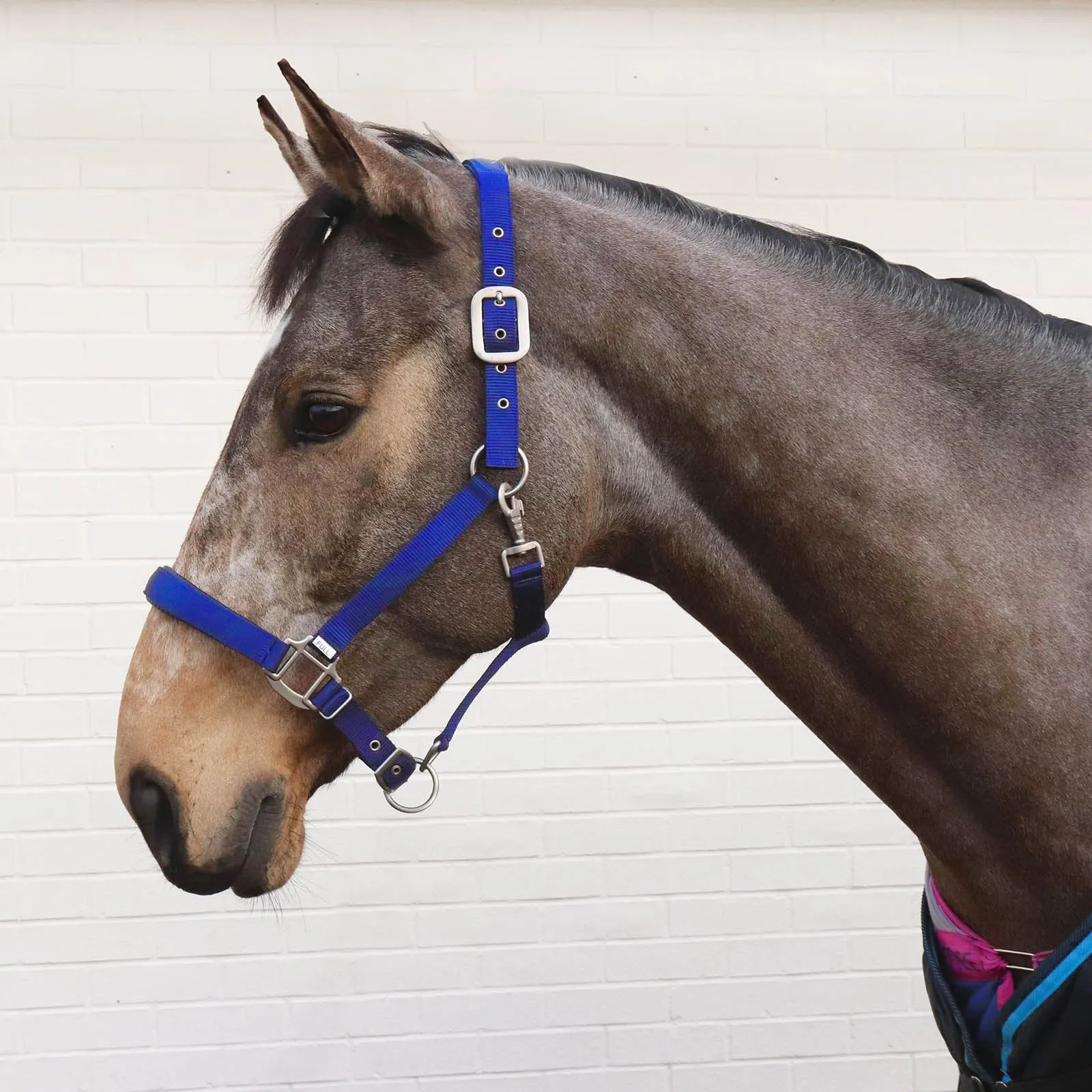 Perry Equestrian Luxury Padded Headcollar - Small Pony