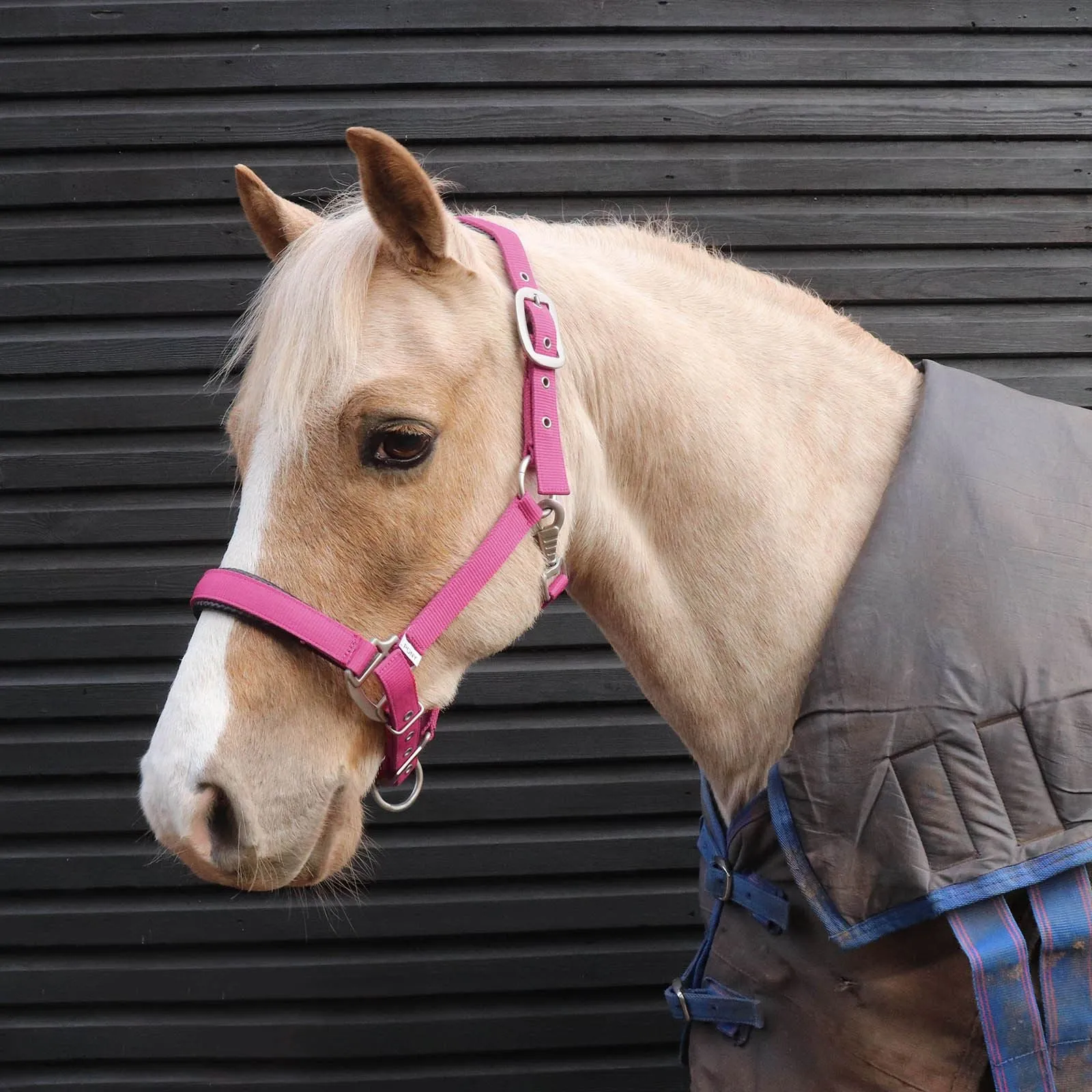 Perry Equestrian Luxury Padded Headcollar - Small Pony