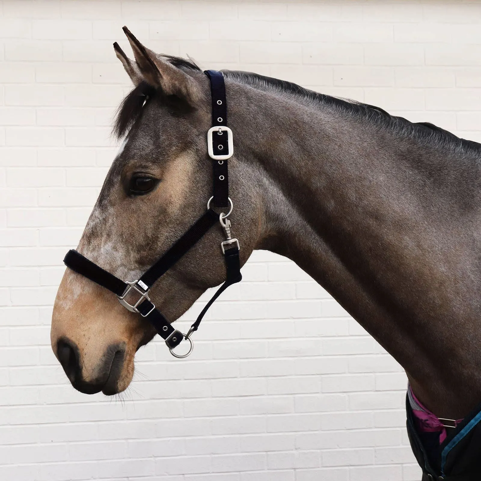 Perry Equestrian Luxury Padded Headcollar - Small Pony