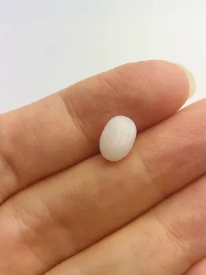 Tridacna White Clam Pearl Loose 9.41mm x 6.61mm No. 33